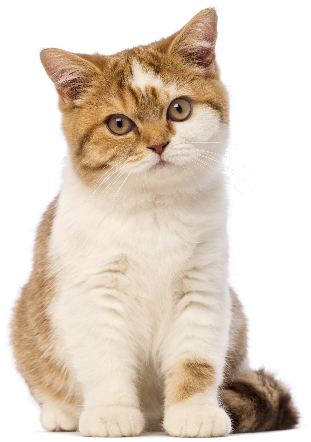 용문조아동물병원 고양이 이미지