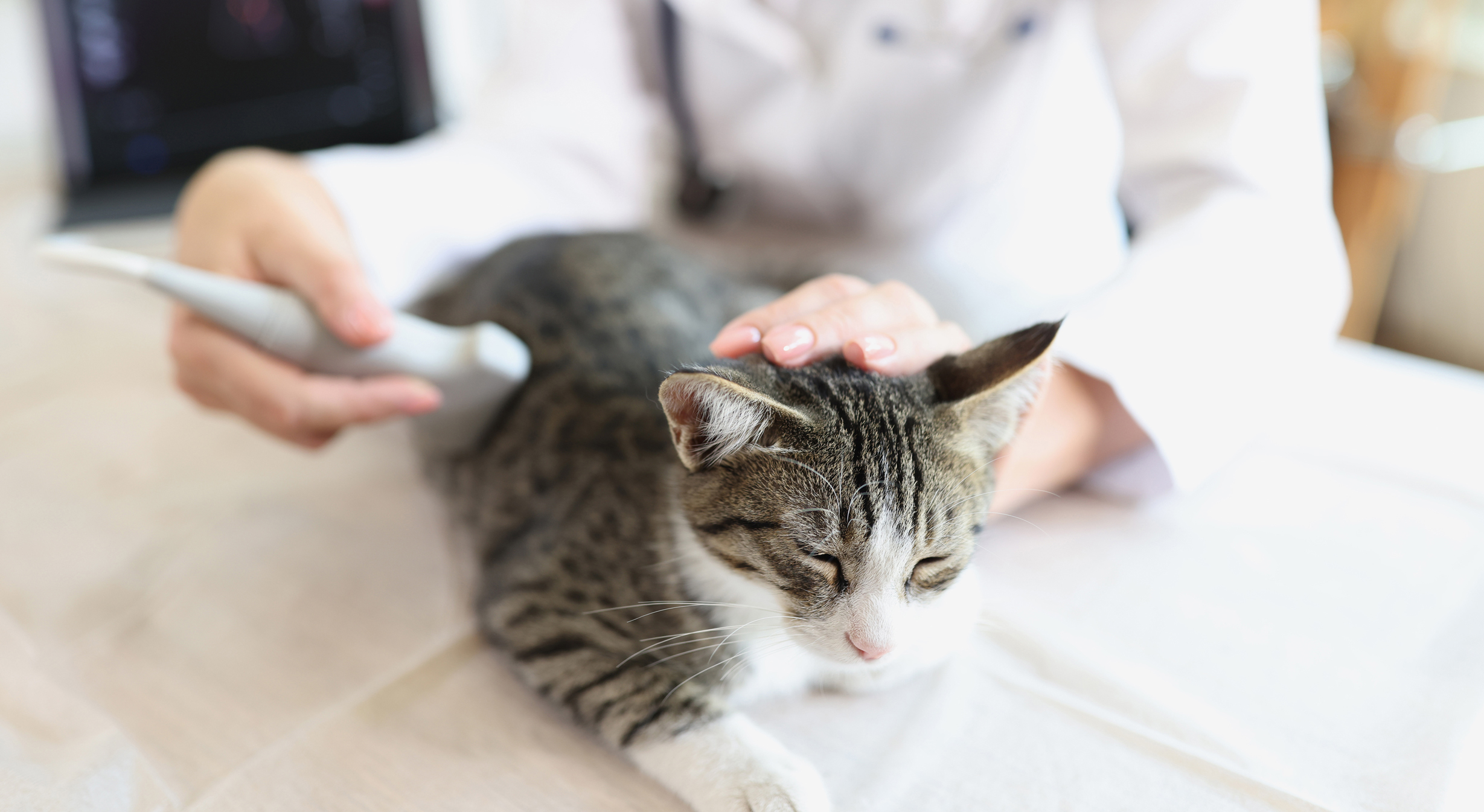 용문조아동물병원 내과 클리닉 이미지